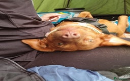 Mixed Breed dogs for sale: female pofenco cross, originally from Spain  - Image 5