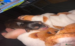 Mixed Breed dogs for sale: ❣️ beautiful Puppie’s ❣️ - Image 14