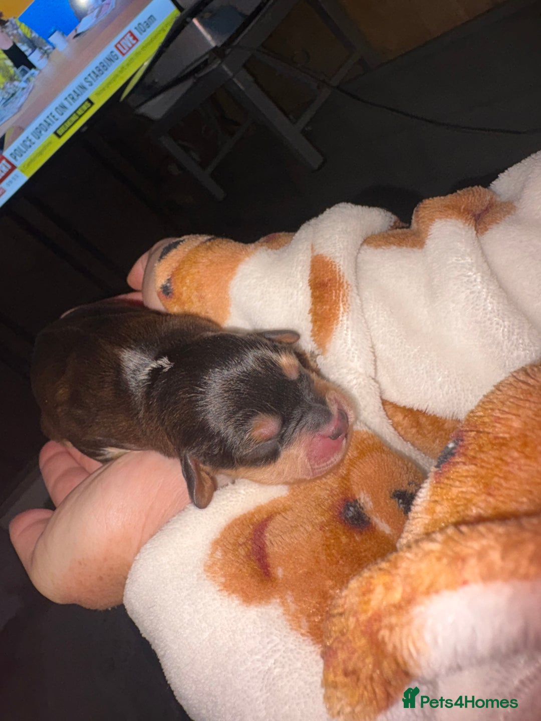 Mixed Breed dogs for sale: ❣️ beautiful Puppie’s ❣️ - Image 14