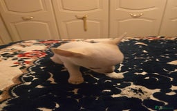 Chihuahua dogs for sale: Lovely Chihuahua Puppies looking for a Loving Home - Image 6