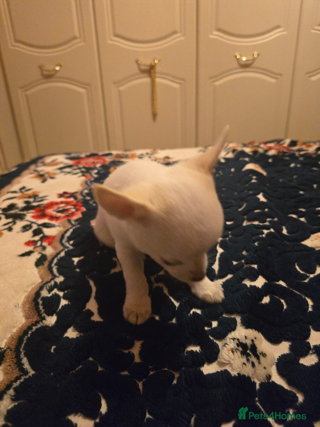 Chihuahua dogs for sale: Lovely Chihuahua Puppies looking for a Loving Home - Image 6