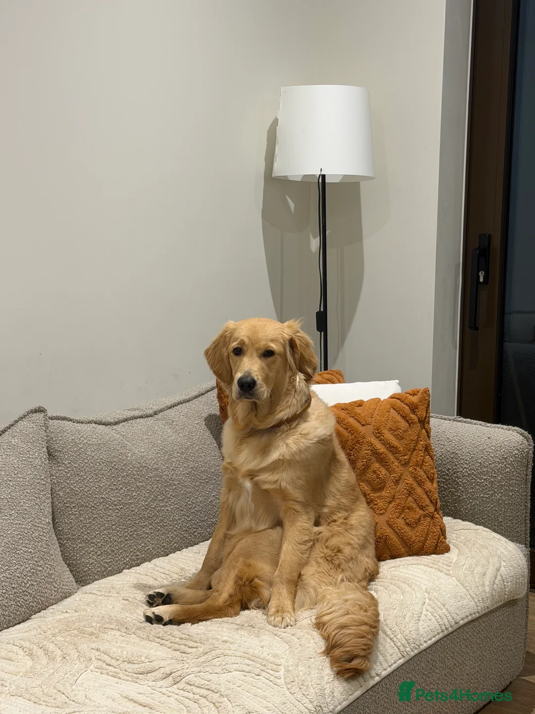 Golden Retriever dogs for sale: Miss  - Advert 4