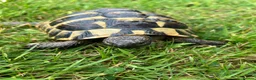 Hermann Tortoise reptiles for sale: Hermanns Tortoise in Hastings - Advert 4