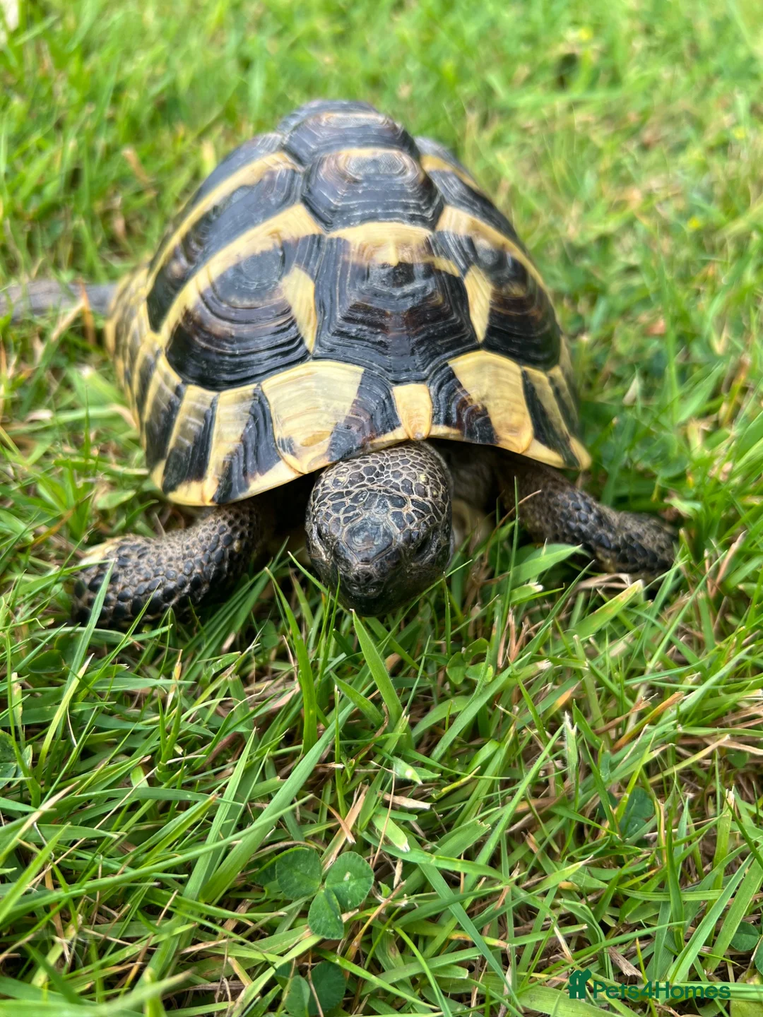 Hermann Tortoise reptiles for sale: Hermanns Tortoise in Hastings - Advert 4