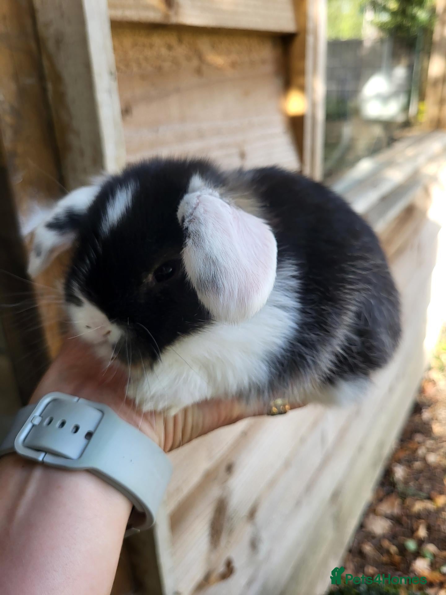 Mini Lop rabbits Mini Lop Bunny ready to reserve  - Advert 2