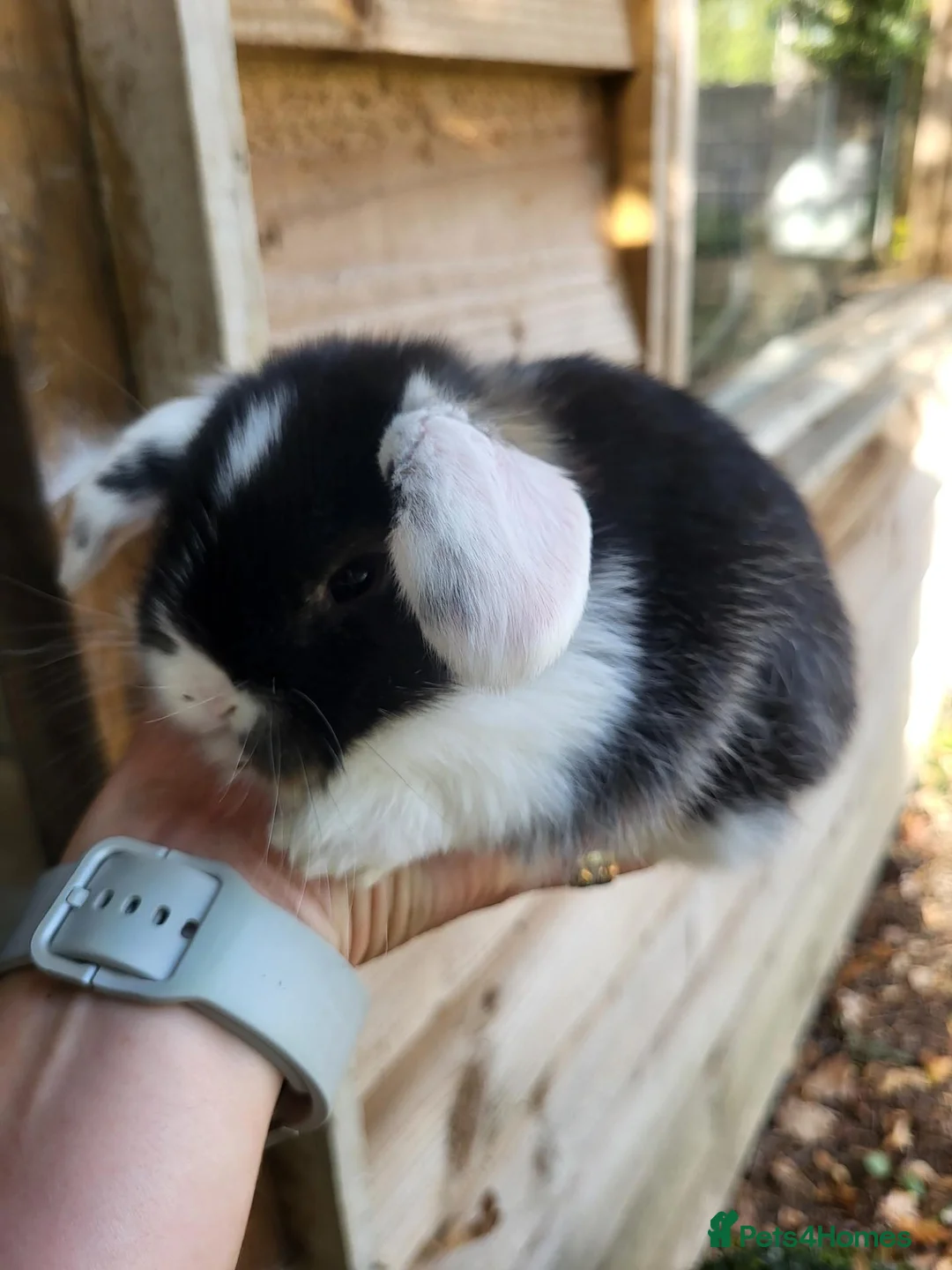 Mini Lop rabbits for sale: Mini Lop Bunny ready to reserve  - Advert 2
