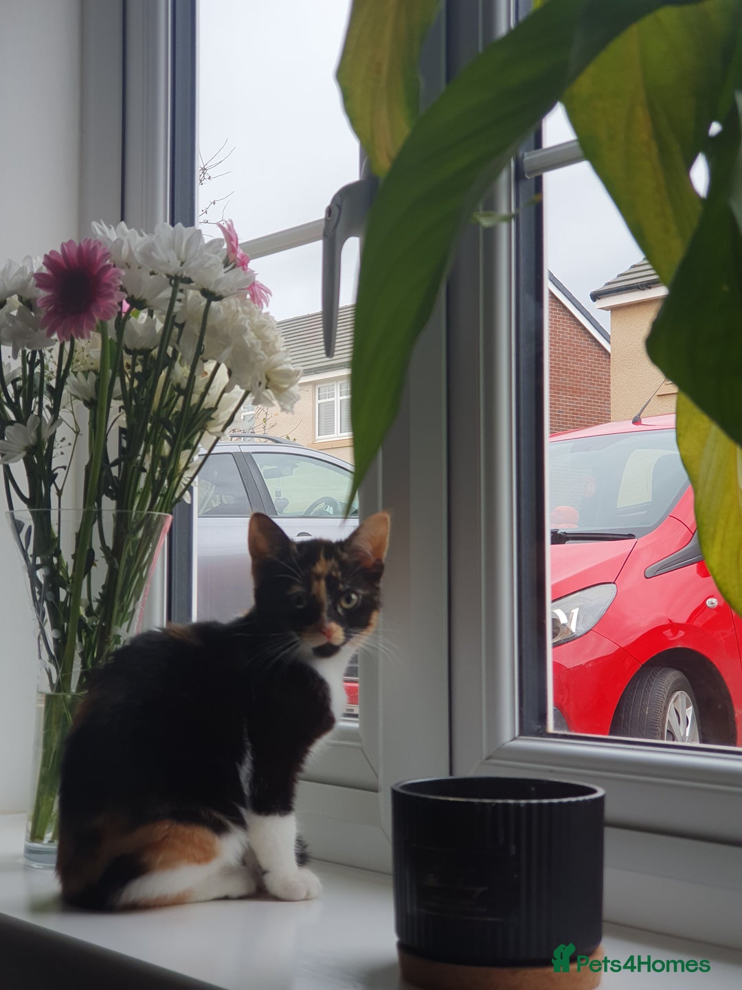Mixed Breed cats for sale: Calico female kitten - Advert 2