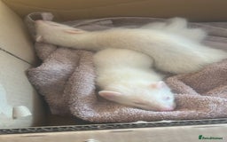 Ferret rodents for sale: Ferrets for sale 40 for 1 80 for both - Image 2