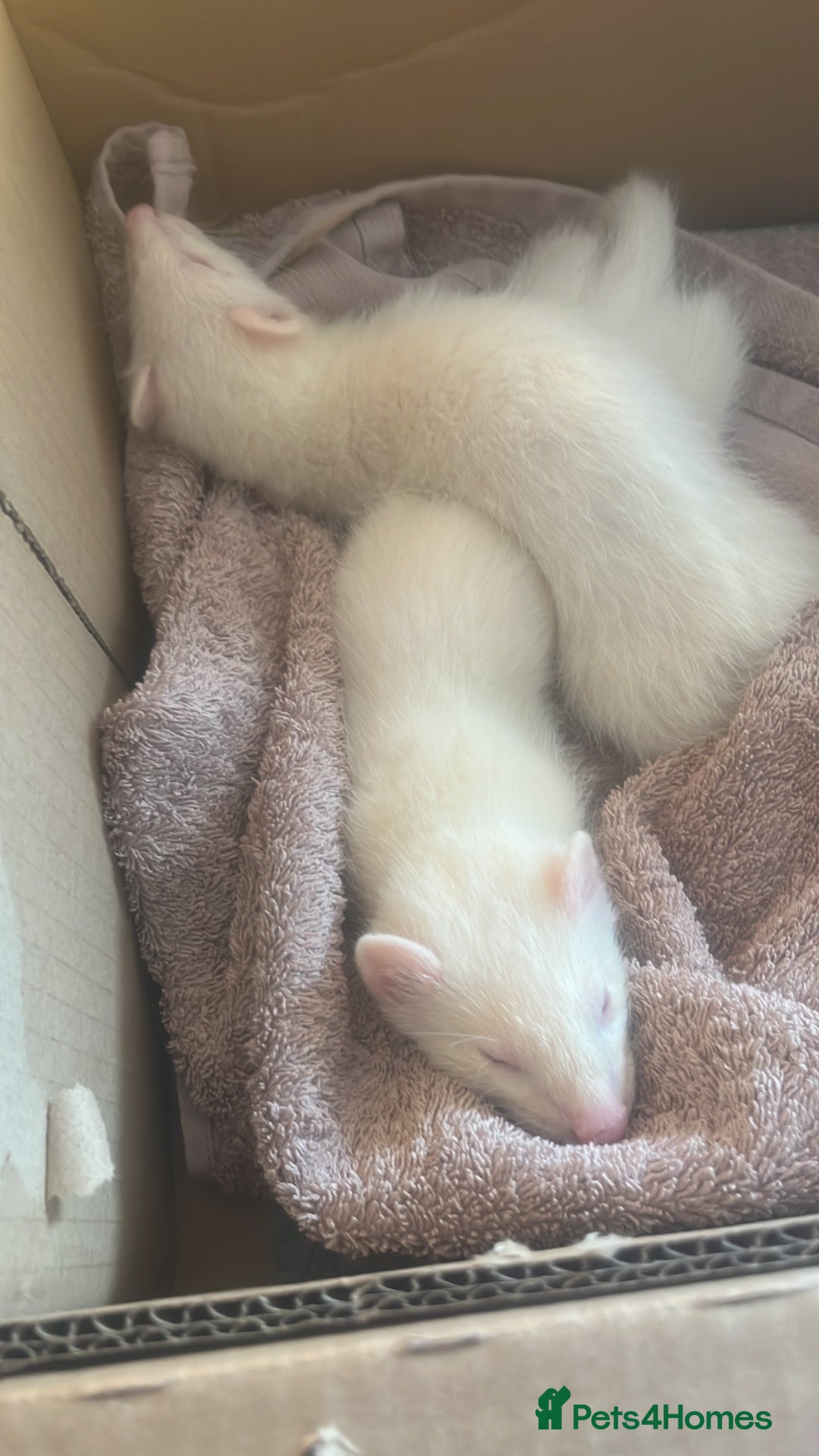 Ferret rodents for sale: Ferrets for sale 40 for 1 80 for both - Image 2
