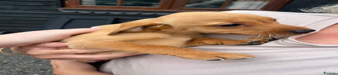 Labrador Retriever Puppy 4