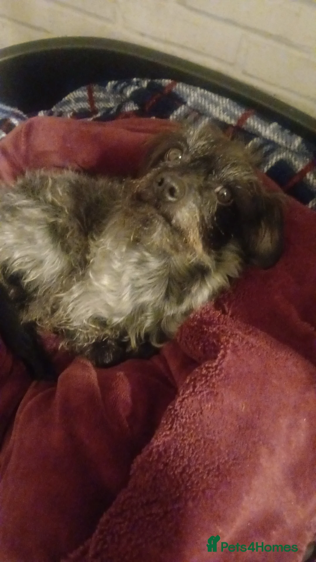 Chipoo dogs for sale: Dexter - Advert 2