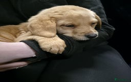 Labrador Retriever dogs for sale: Golden Labrador puppies  - Image 34