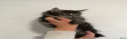 Maine Coon cats for sale: 4 beautiful and playful Maine Coon kittens - Advert 10