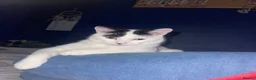 American Shorthair cats for sale: Juno- 1.5 year old male in Consett - Advert 10