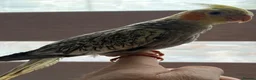 Cockatiels birds for sale: Cockatiel  - Advert 1
