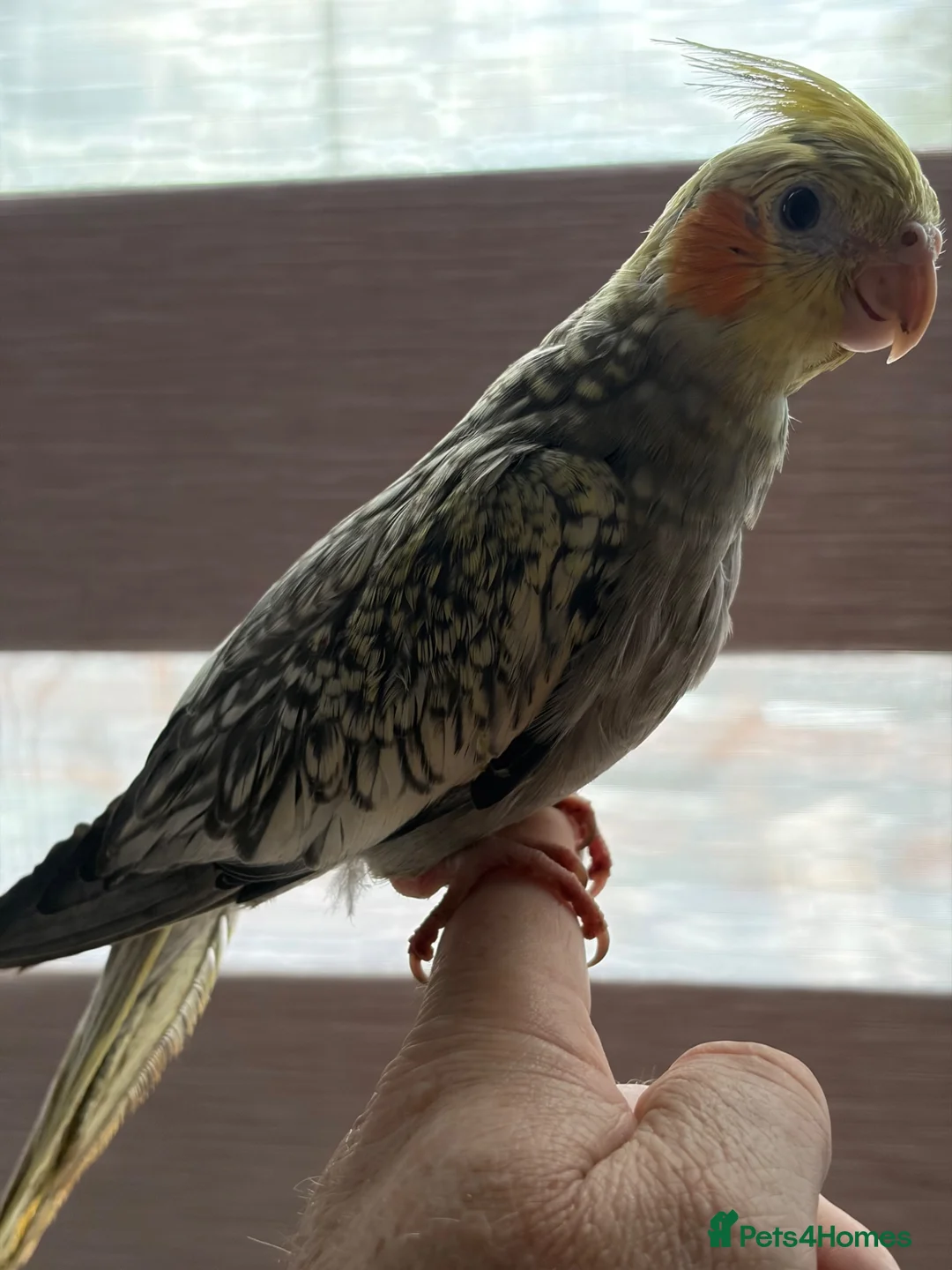 Cockatiels birds for sale: Cockatiel  - Advert 1