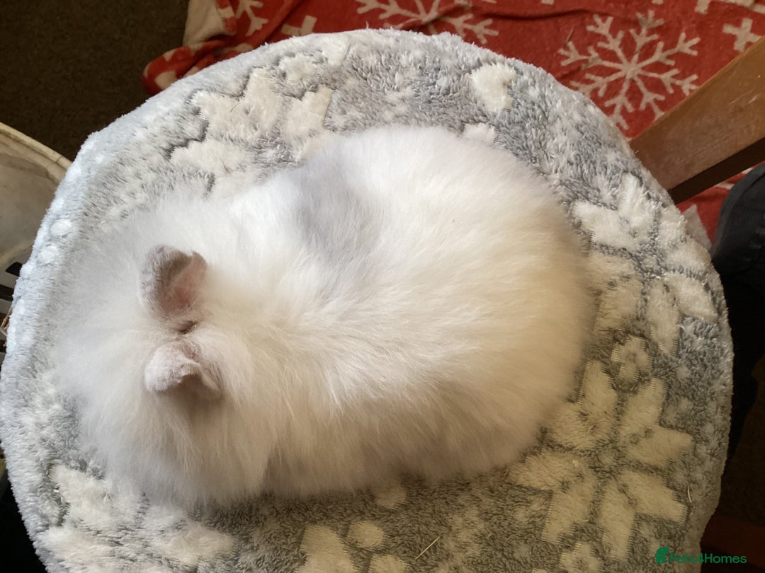 Mini Lion Lop rabbits for sale: Stunning lion lop baby rabbits - Advert 8