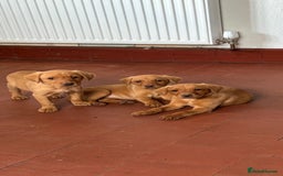 Labrador Retriever dogs for sale: KC FOX RED LABRADORS  - Image 8