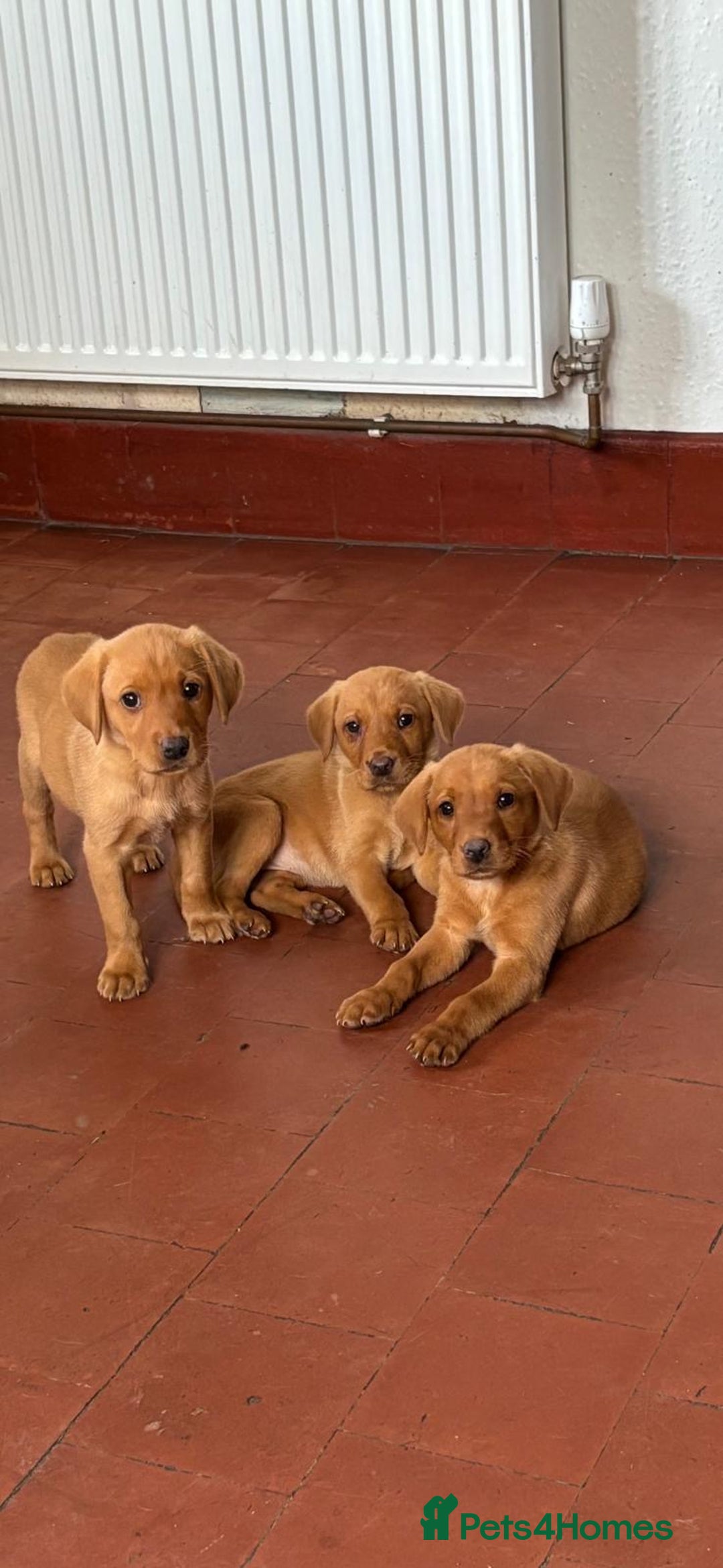 Labrador Retriever dogs for sale: KC FOX RED LABRADORS  - Image 8
