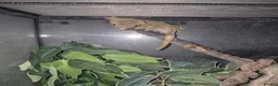 Mixed Breed invertebrates for sale: Reptile & bug collection for sale - Advert 3