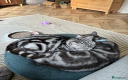 British Shorthair cats for sale: British Shorthair Silver Tabby Pair  in Wakefield - Image 8
