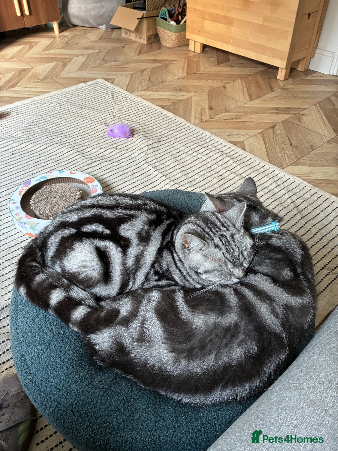British Shorthair cats for sale: British Shorthair Silver Tabby Pair  in Wakefield - Image 8