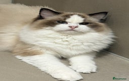 Ragdoll cats for sale: Beautiful Registered Ragdoll Male Kitten - Image 10