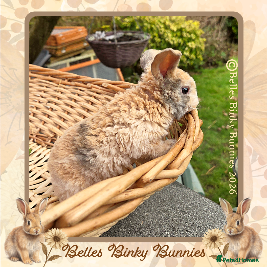 Mini Lop rabbits for sale: 🧡 Rare Stunning Plush Mini Lops 🧡 - Advert 8