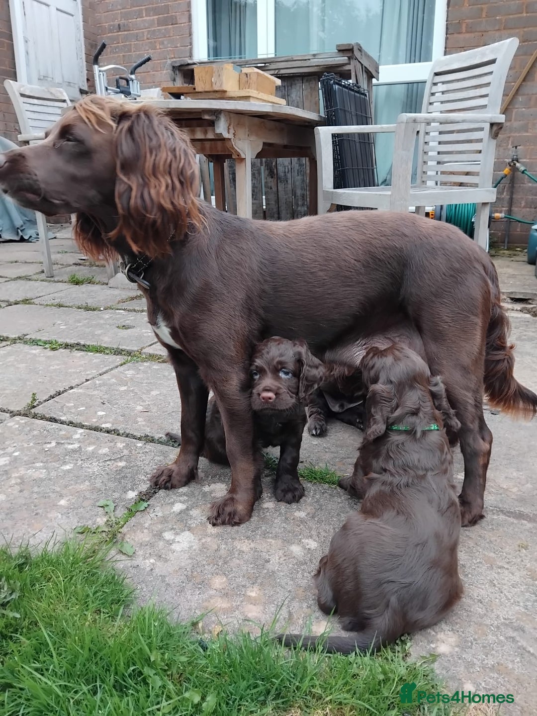 Sprocker dogs for sale: 3 Chocolate Sprockers. - Image 6
