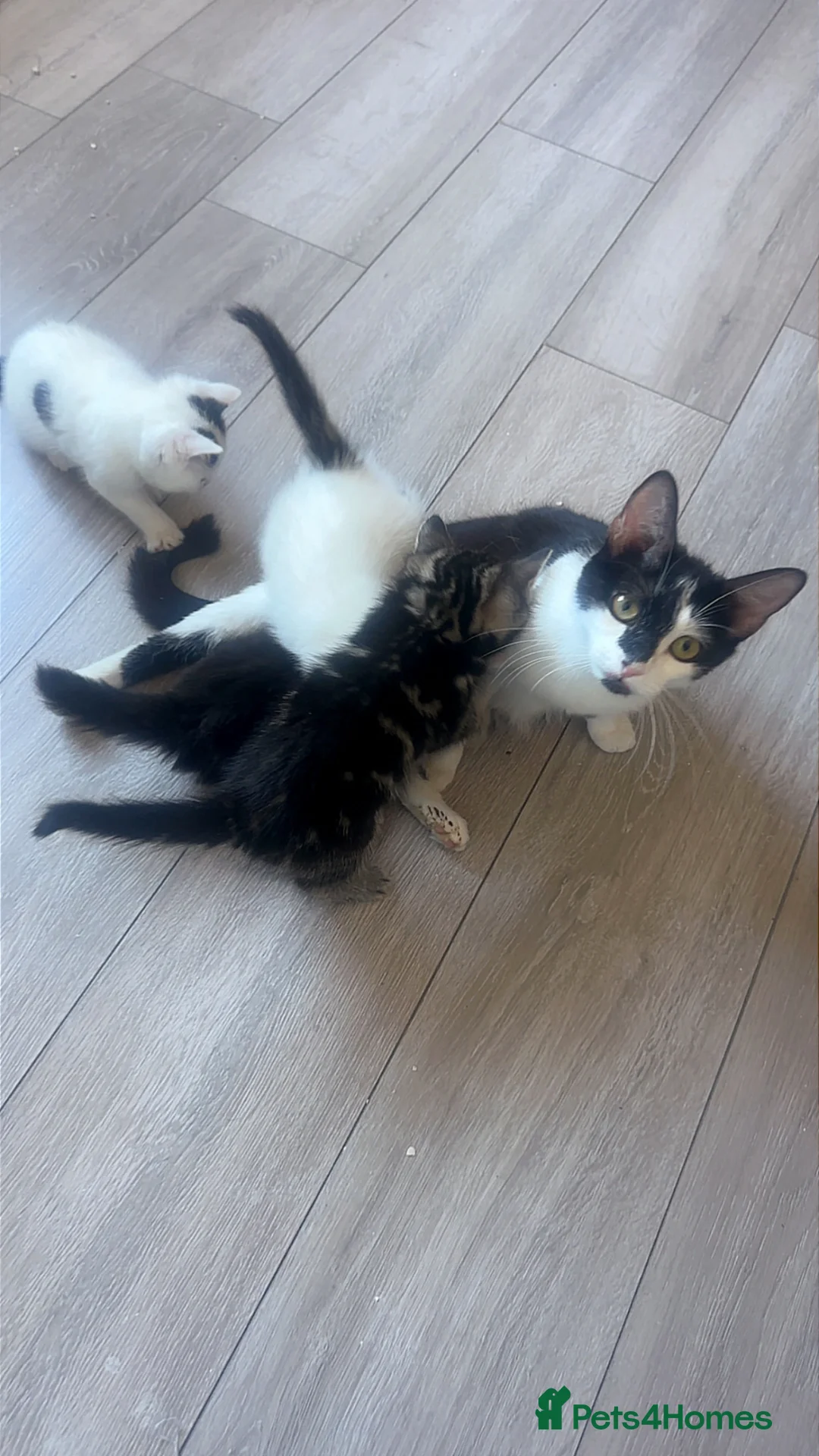 Mixed Breed cats for sale: Mix breed kittens  in London - Advert 8