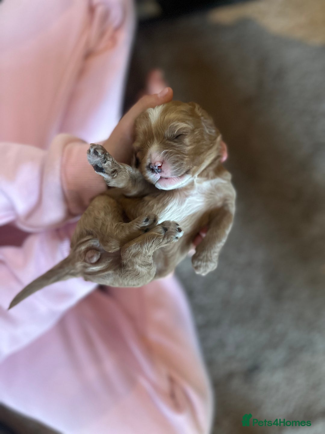 Cavapoo dogs for sale: 🐶 Beautiful Red Cavapoo Puppies – Ready November  - Image 5