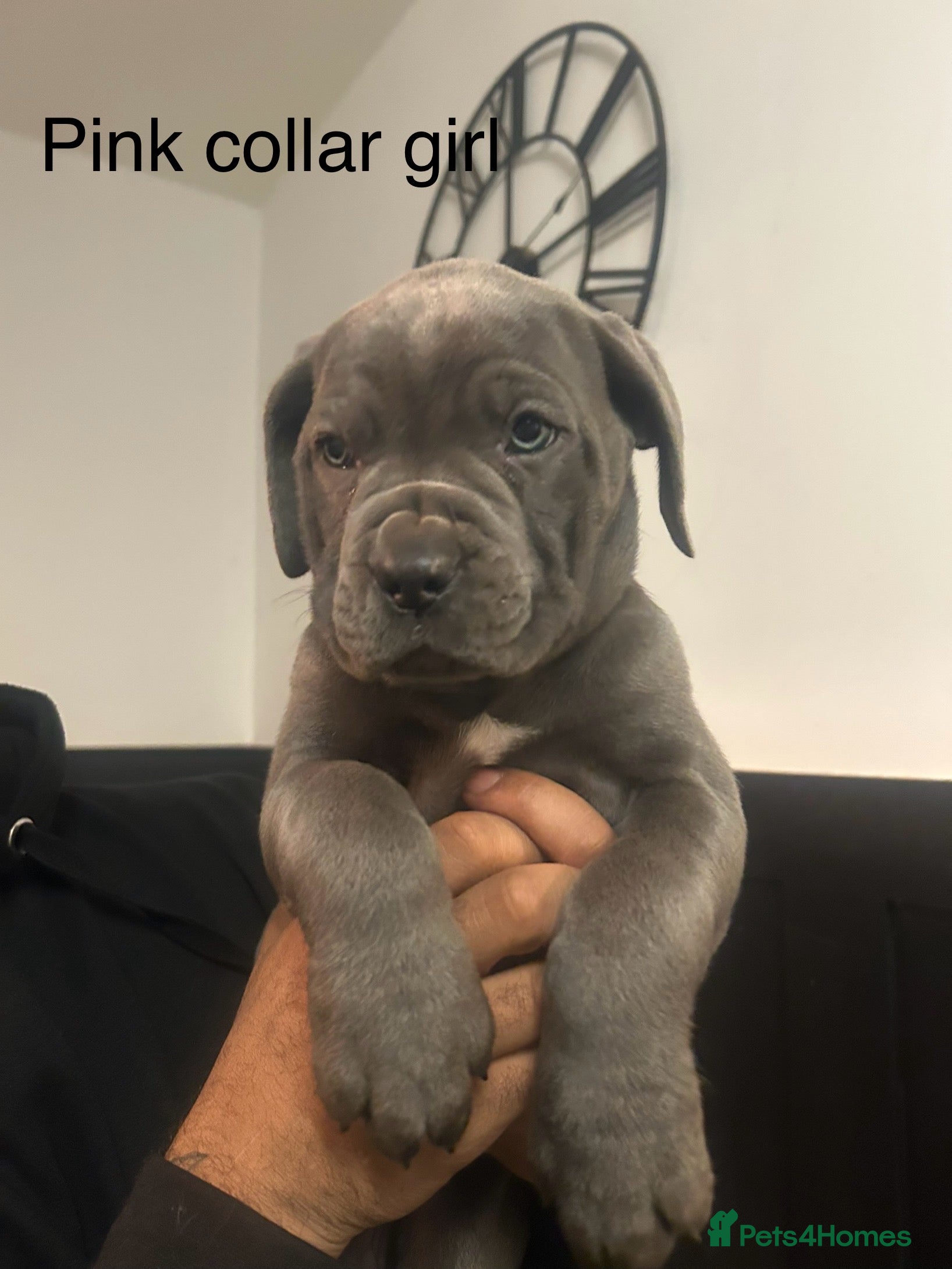 Cane Corso dogs Cane Corso Puppies  - Advert 19
