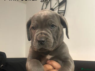 Cane Corso dogs Cane Corso Puppies - Advert 16
