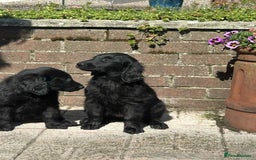 Flat coated Retriever dogs for sale: Black Flatcoat retriever puppies for sale  - Image 4