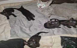 Mixed Breed cats for sale: Half pedigree kittens - Image 1