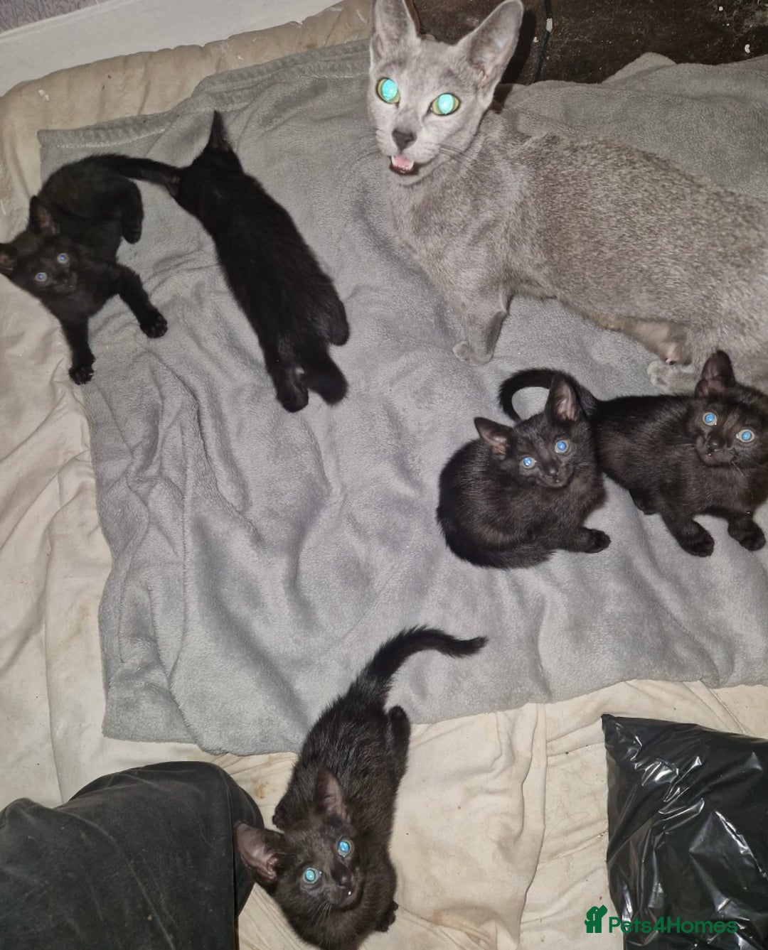 Mixed Breed cats for sale: Half pedigree kittens - Image 1