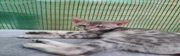 Bengal cats for sale: 2 bengal boys  in Yeovil - Advert 8