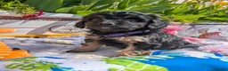 Cavapoo dogs for sale: Stunning Black & tan F1 Toy Cavapoo Puppies  - Advert 9