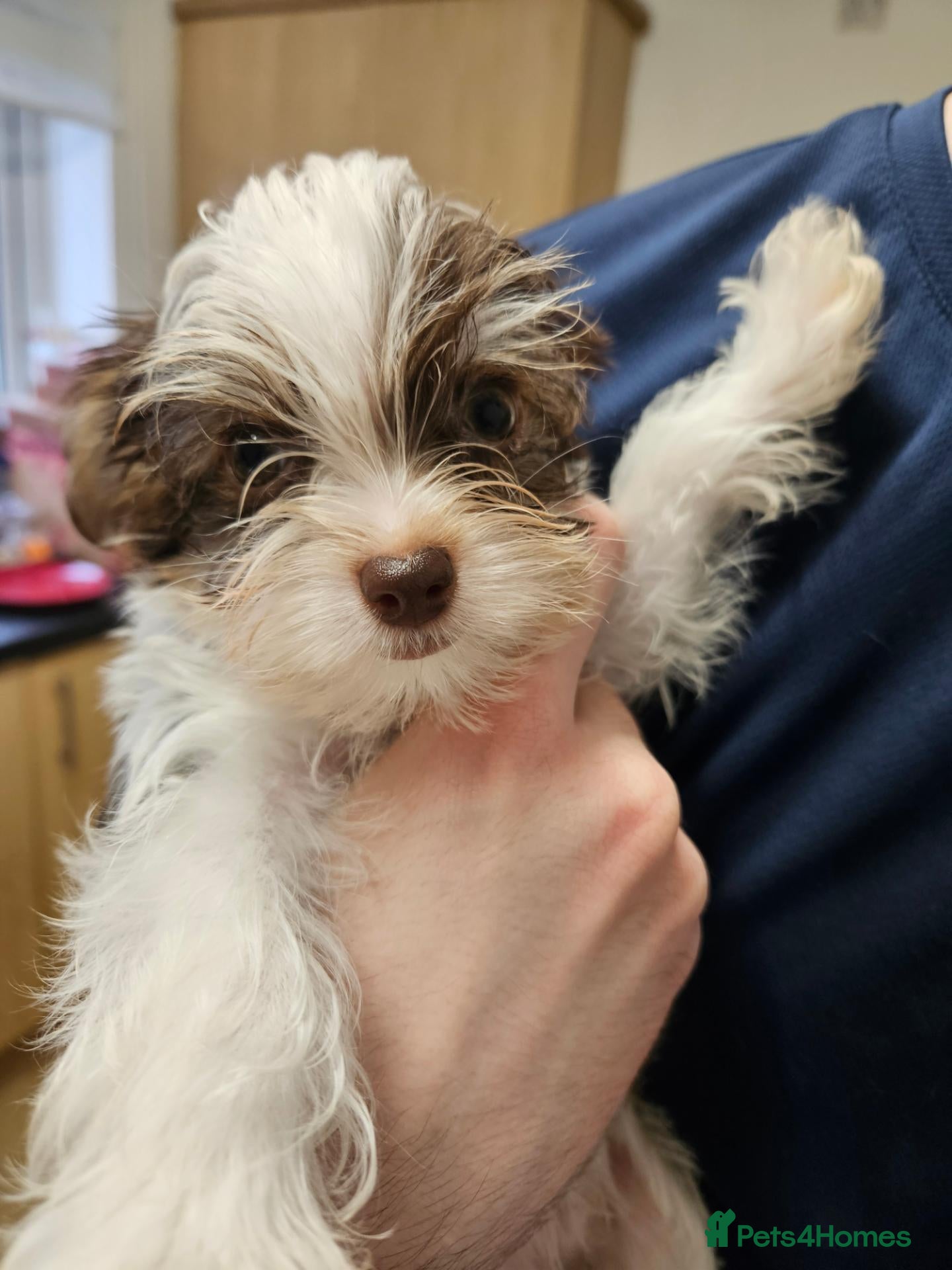 Yorkshire Terrier dogs for sale: 🩷 DNA tested parents 🩵 White Ocean Pearl litter - Advert 6