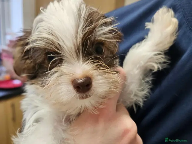 Yorkshire Terrier dogs for sale: 🩷 DNA tested parents 🩵 White Ocean Pearl litter - Advert 13