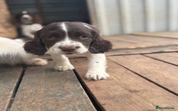 English Springer Spaniel dogs for sale: Beautiful pedigree springer spaniels  - Image 11