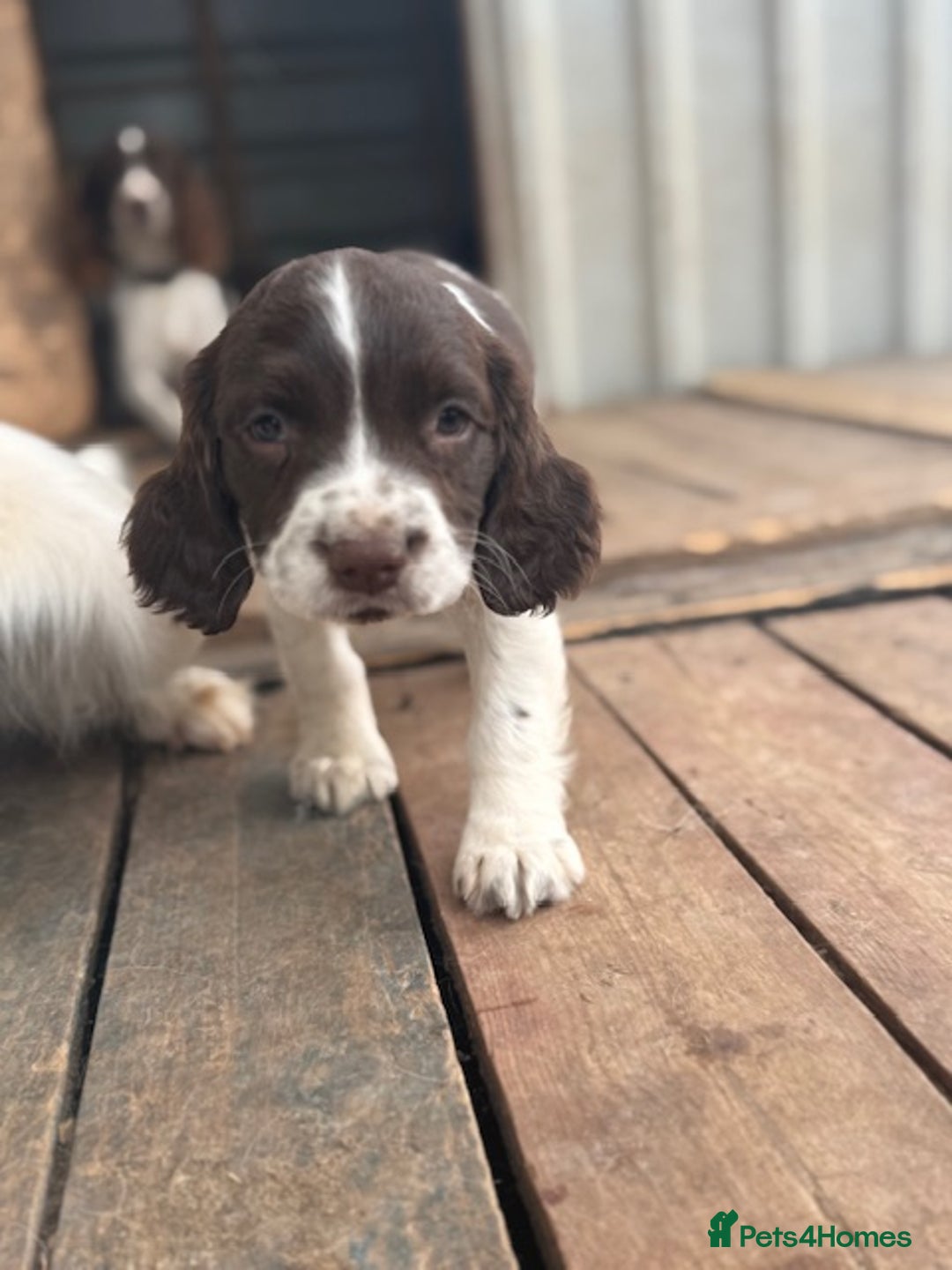 English Springer Spaniel dogs for sale: Beautiful pedigree springer spaniels  - Image 11