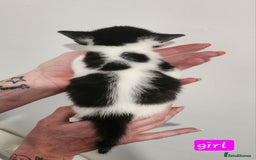 British Shorthair cats for sale: Beautiful black and white kittens - Image 7