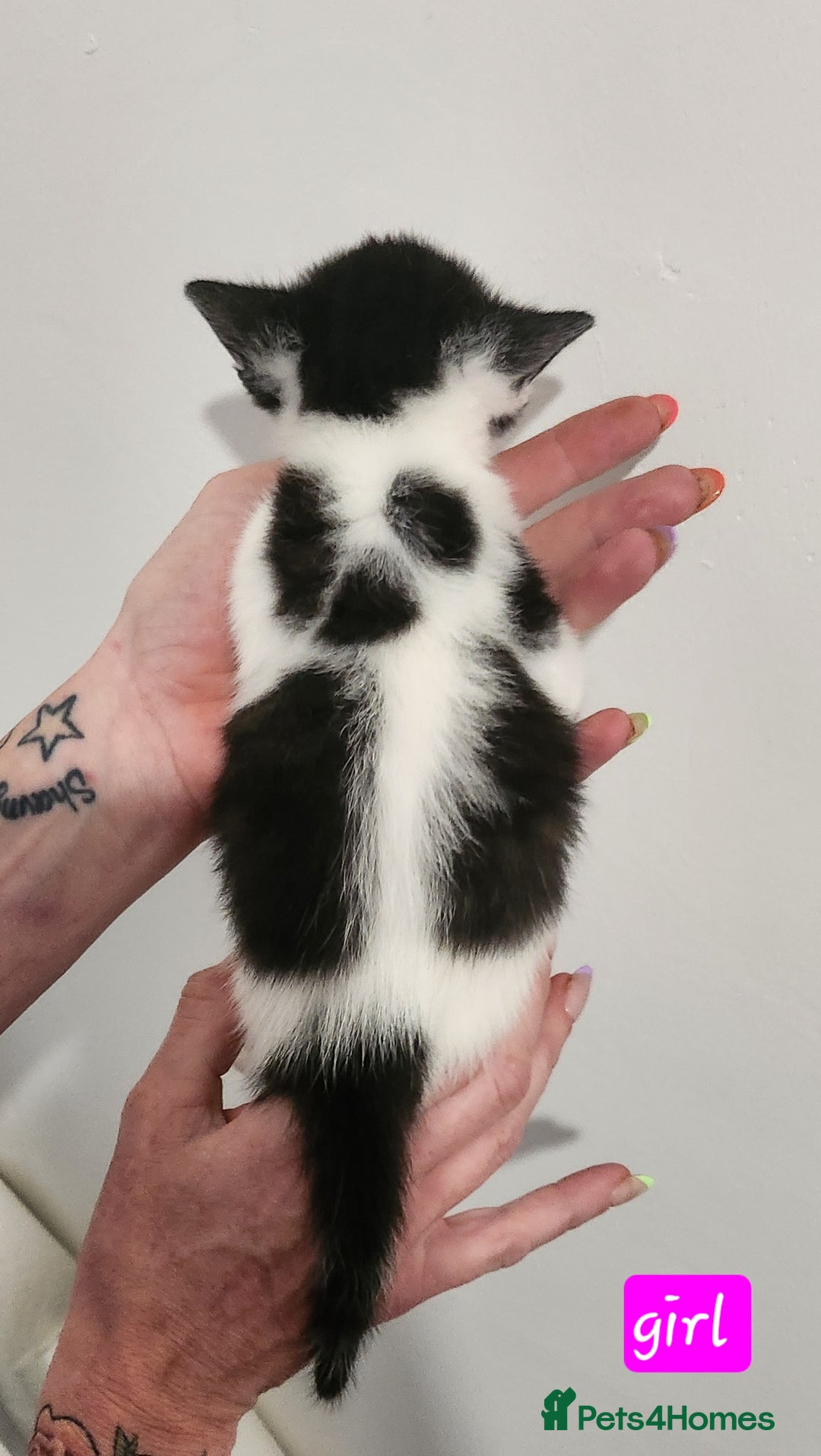 British Shorthair cats for sale: Beautiful black and white kittens - Image 7