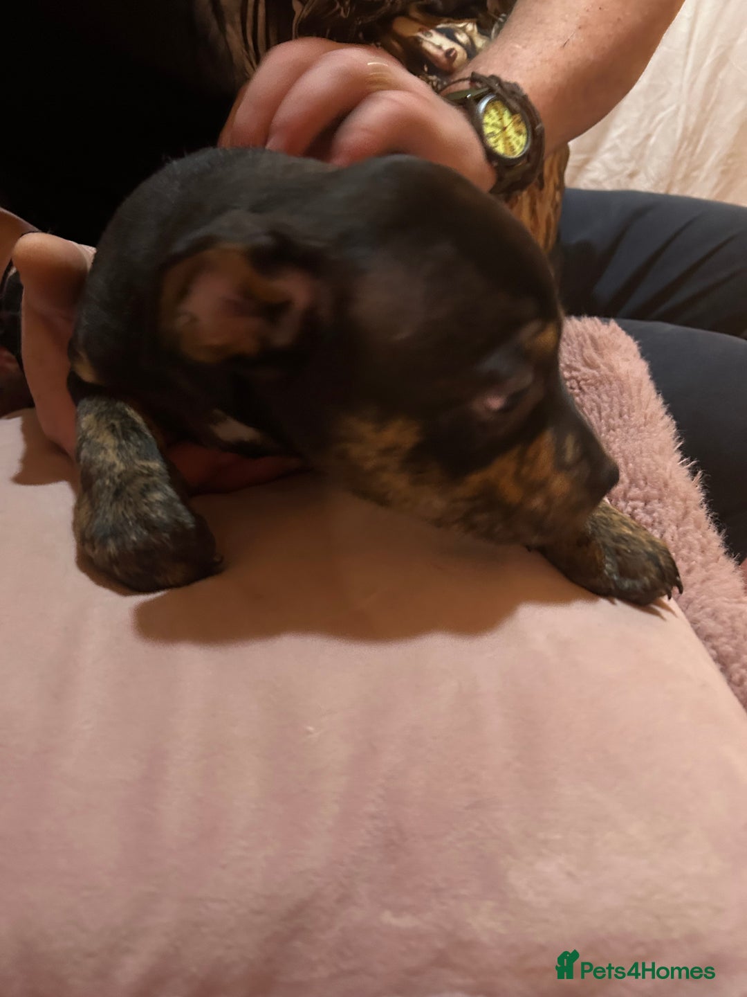 Mixed Breed dogs for sale: Last two beautiful Puppies for Rehoming  - Advert 2