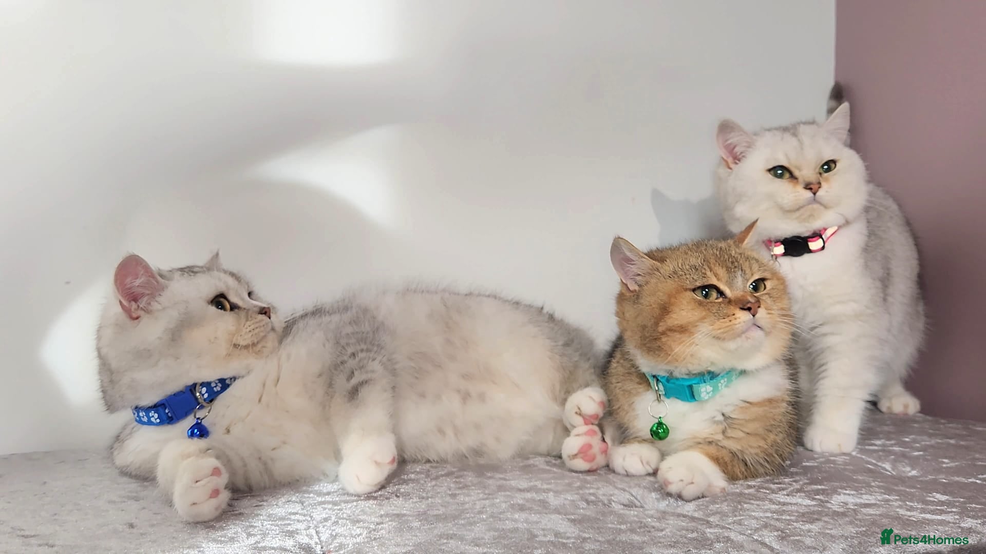 British Shorthair cats Amazing Quality Pedigree British Shorthair Kittens - Advert 17