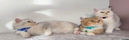 British Shorthair cats for sale: Amazing Quality Pedigree British Shorthair Kittens - Advert 1
