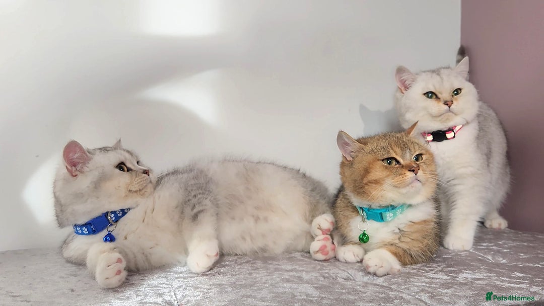 British Shorthair cats for sale: Amazing Quality Pedigree British Shorthair Kittens - Advert 1