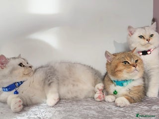 British Shorthair cats Amazing Quality Pedigree British Shorthair Kittens - Advert 1