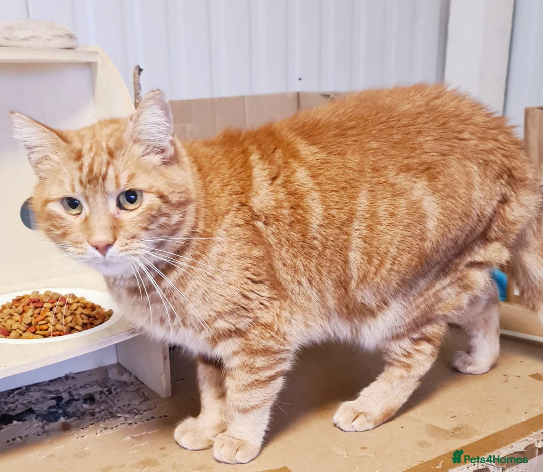 Mixed Breed cats for adoption: 🐾 PORTO – a Handsome Boy for a Loving Home🐾 - Advert 3